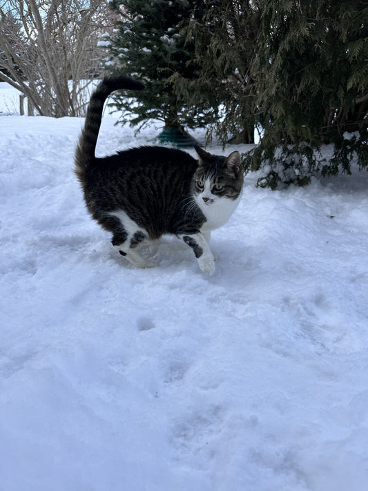 🎶A whole new world🌎🎵