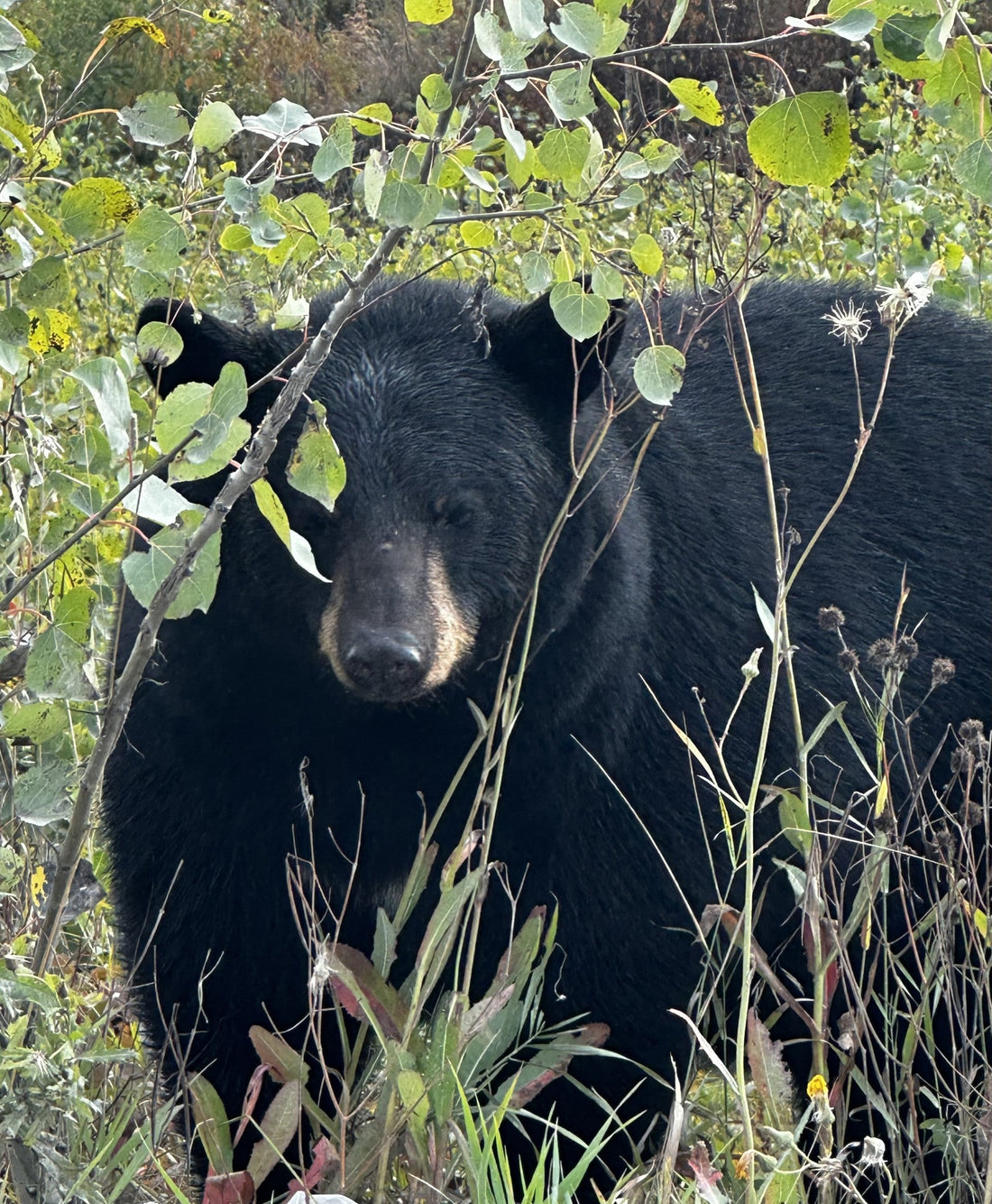 If a Bear💩s in the Forest, Does Anyone Care?🤔🤷🏻♀️