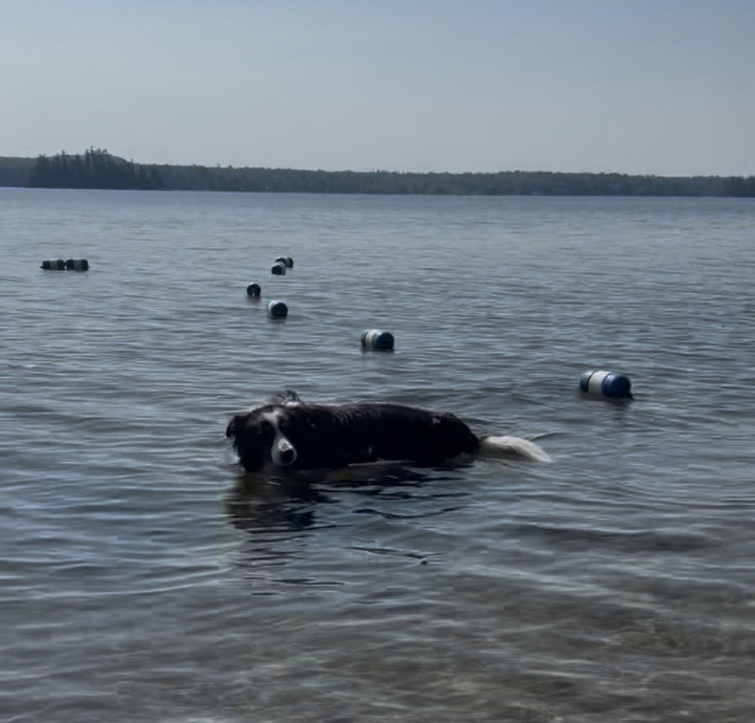 Gratitude Is The New Black