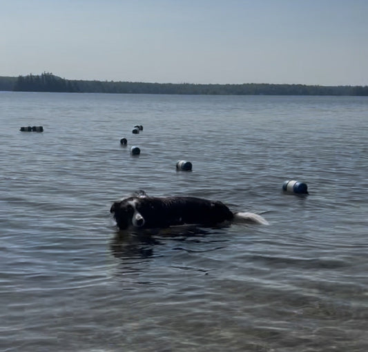 Gratitude Is The New Black