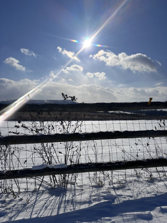 With The Longest Night, We Welcome Back the Light✨