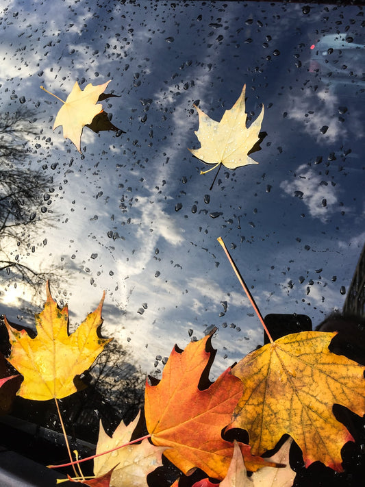 Fallen leaves on a window.  Autumn image